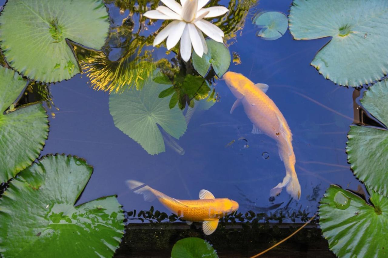 Villa Manuiti, Balinese Luxury Home - Private Swim Spa, Ocean View - Ofyr Bbq - Koi Pond Punaauia  Εξωτερικό φωτογραφία